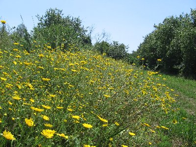 Scorcio della Riserva Naturale statale del Litorale Romano