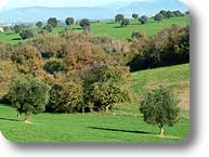 Scorcio della riserva naturale della Macchia di Gattaceca e MAcchia del Barco