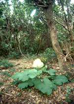 Scorcio della Riserva naturale di Macchiatonda