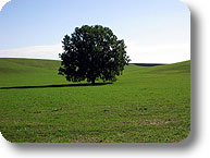 Albero secolare nel parco regionale della Valle del Treja